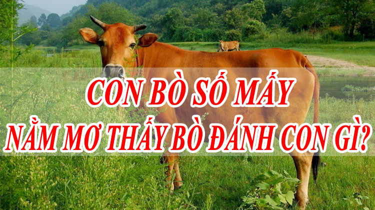 Ý nghĩa biểu tượng của con bò trong văn hóa và tâm linh